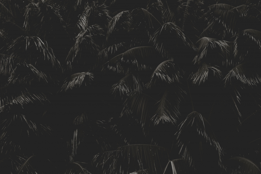 Lush Palms