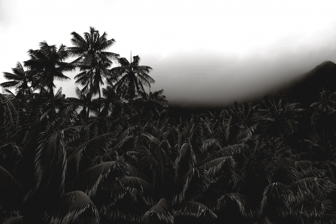 Lush Palms