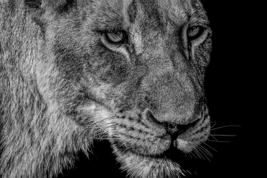 Predators and pray