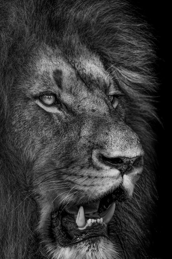 Predators and pray