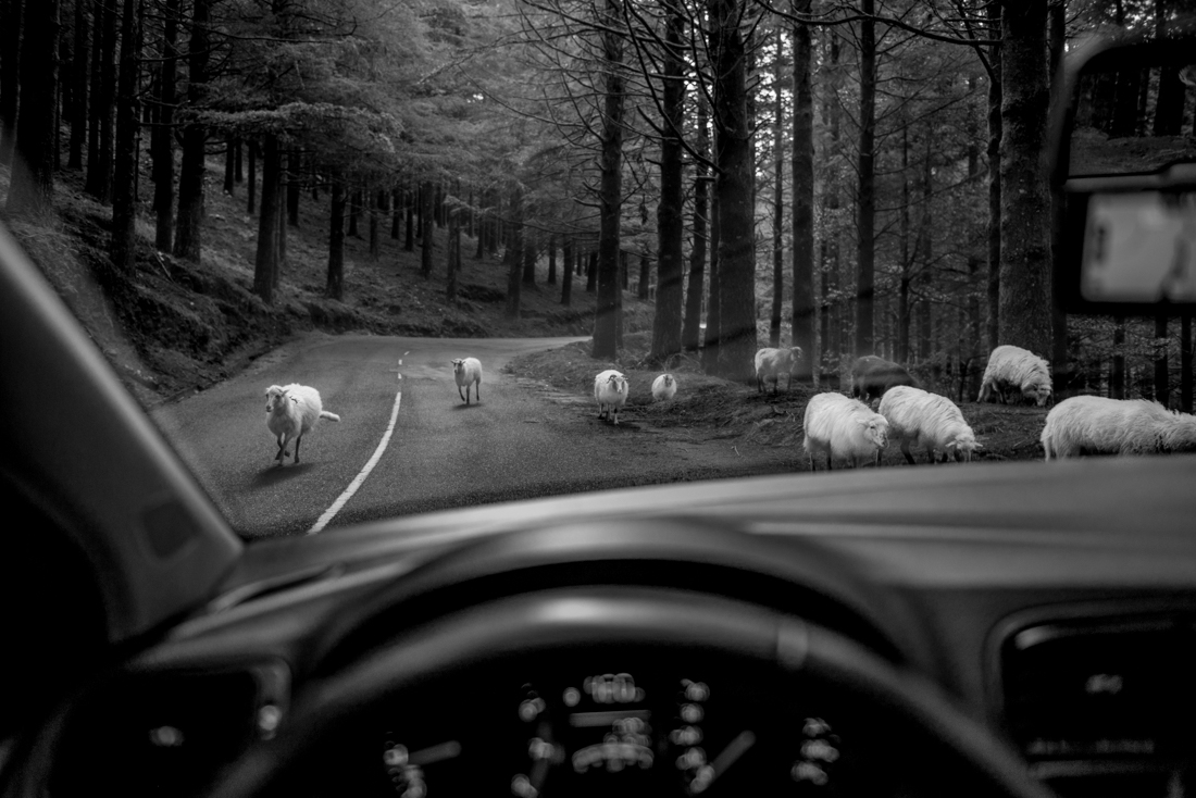 sheep