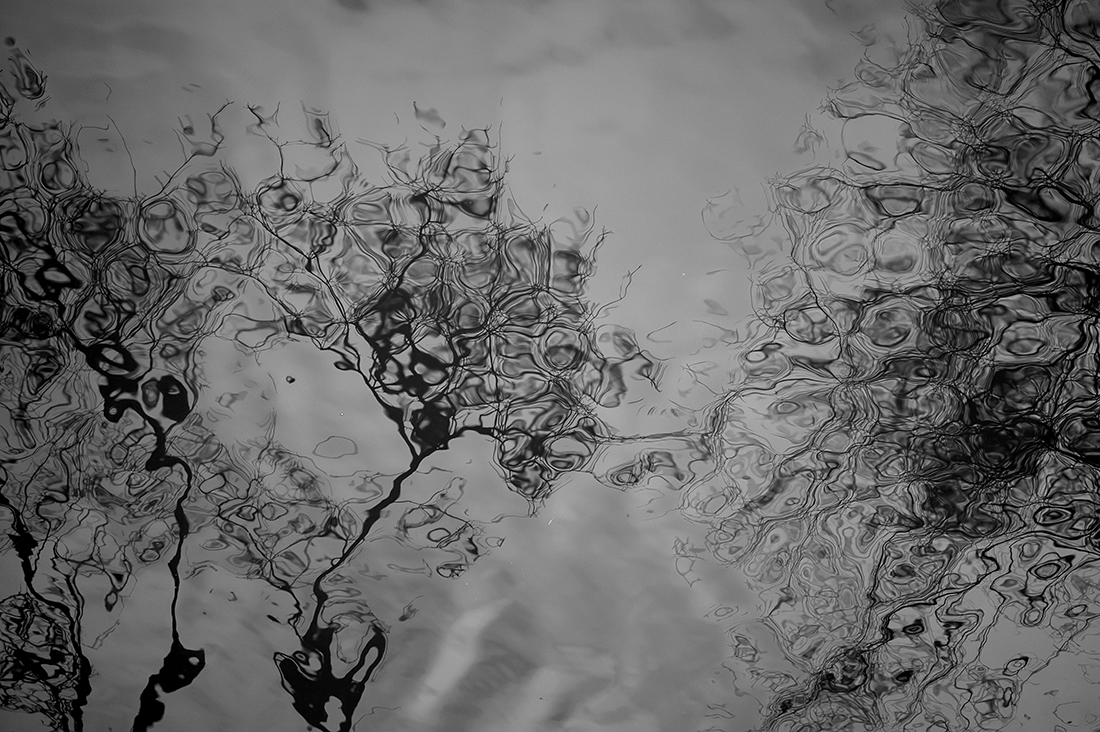 Water branches