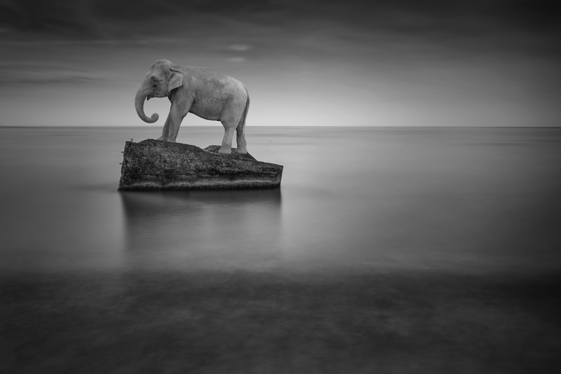 WildLife On The Beach