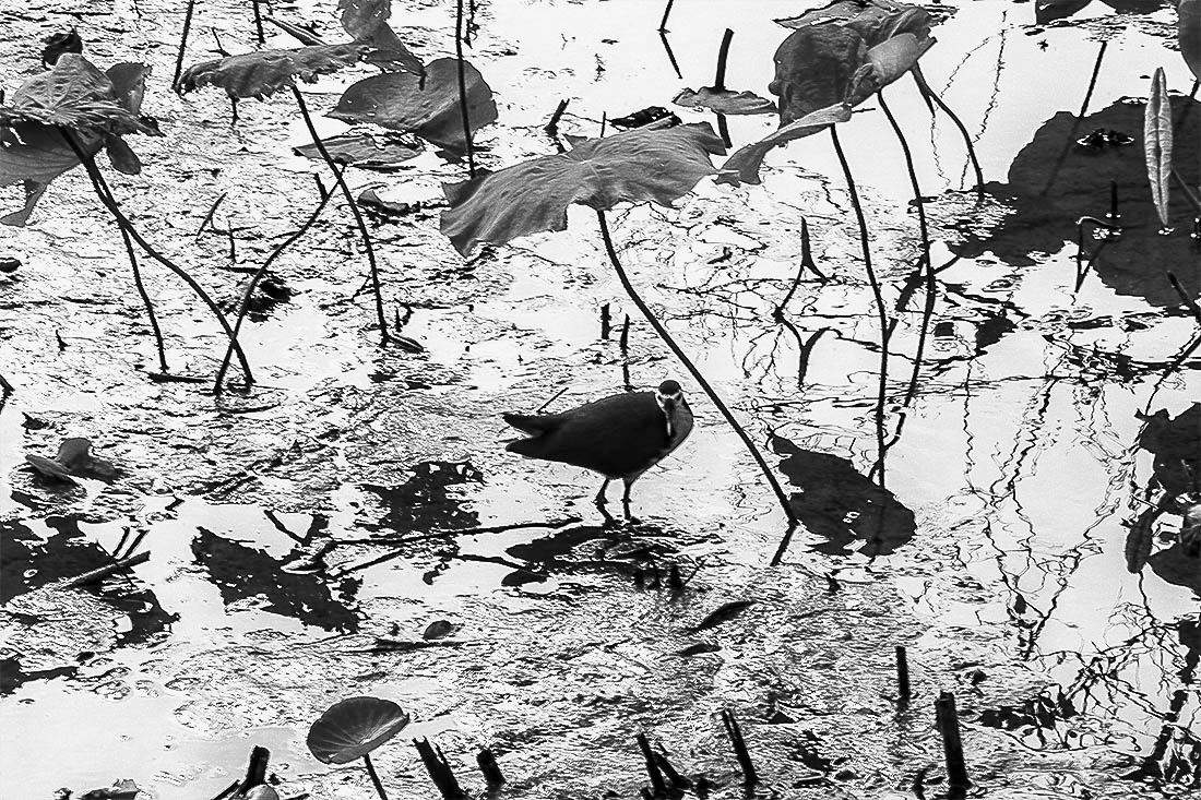 Chinese painting