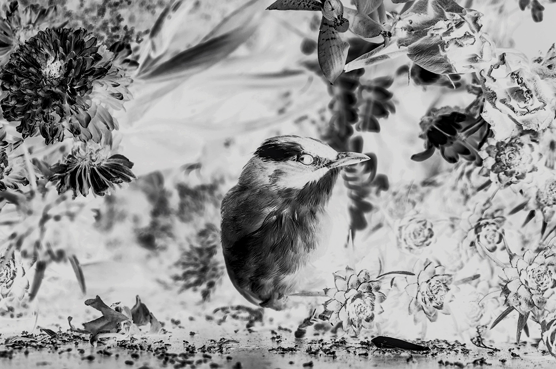 Bird 
