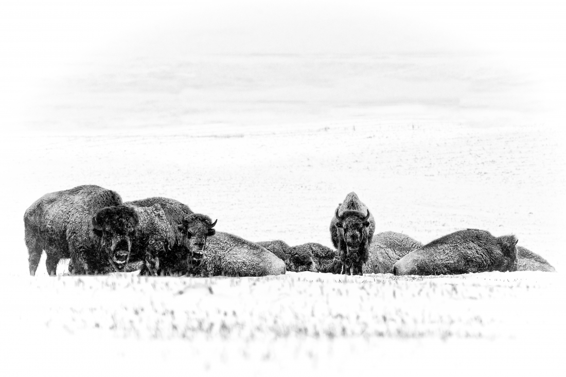 Huddled In The Snow