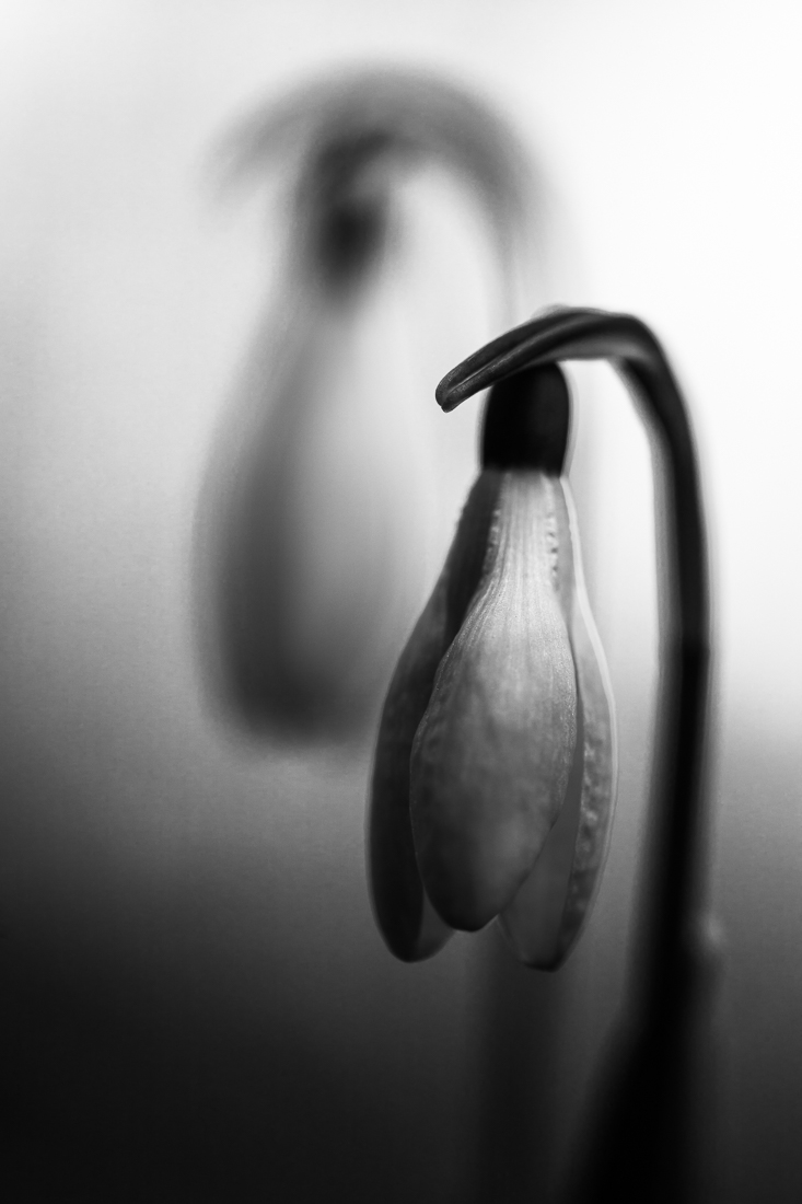 snowdrops 