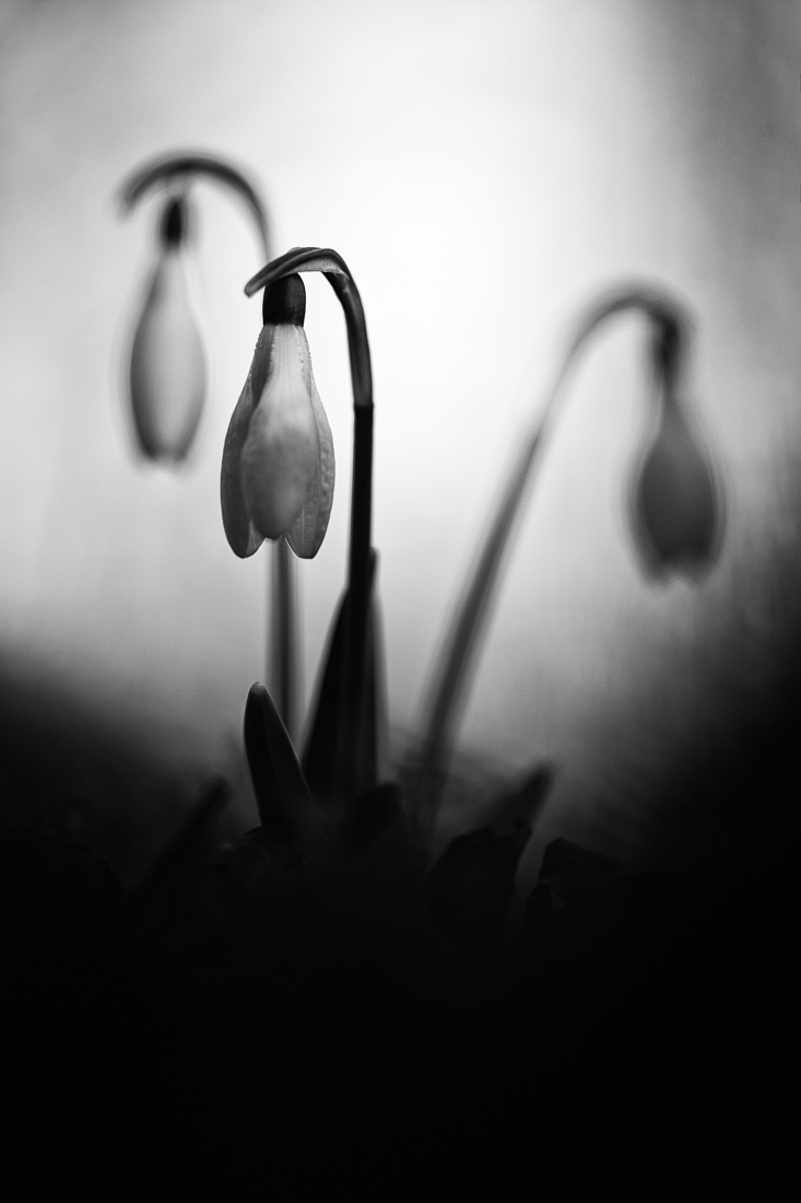 snowdrops 