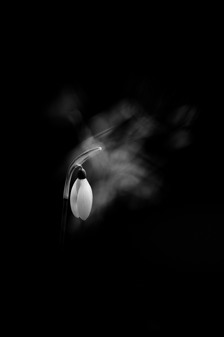 snowdrops 