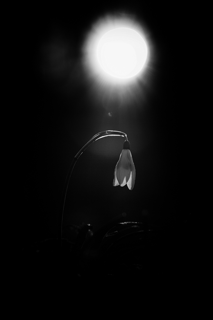 snowdrops 