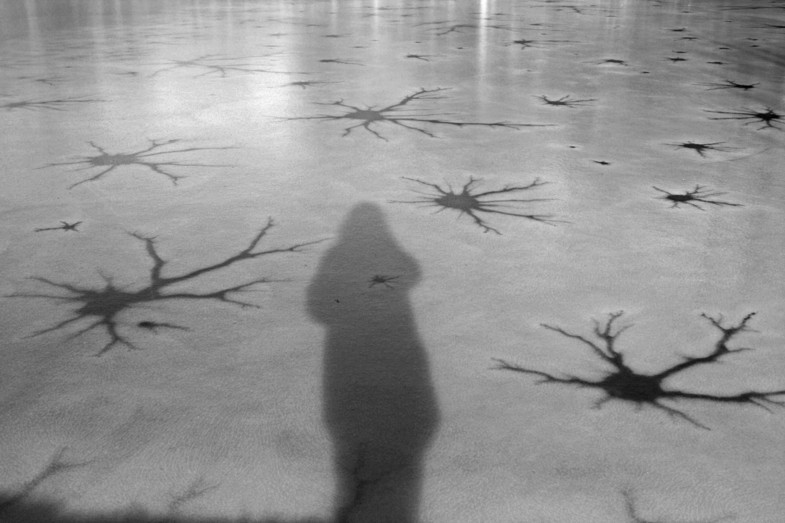 Shadow on the ice