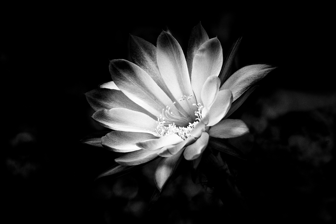 CACTUS  FLOWERS