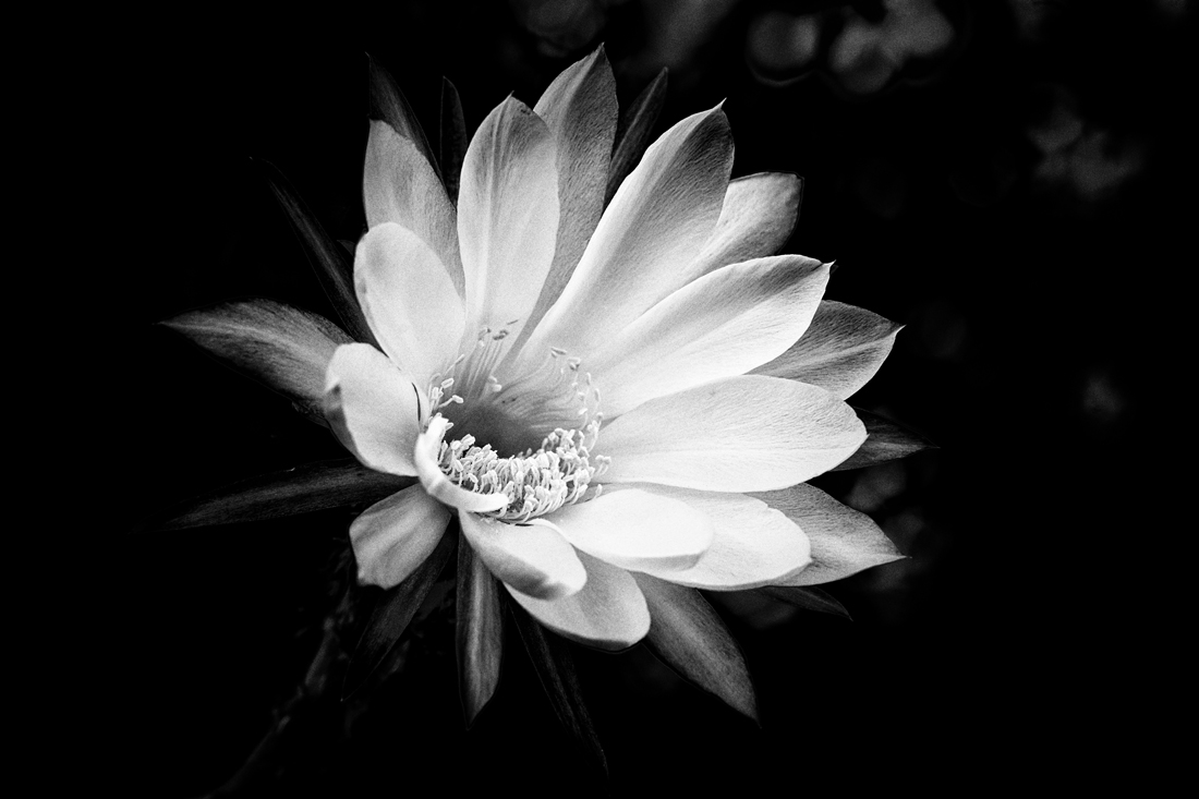 CACTUS  FLOWERS