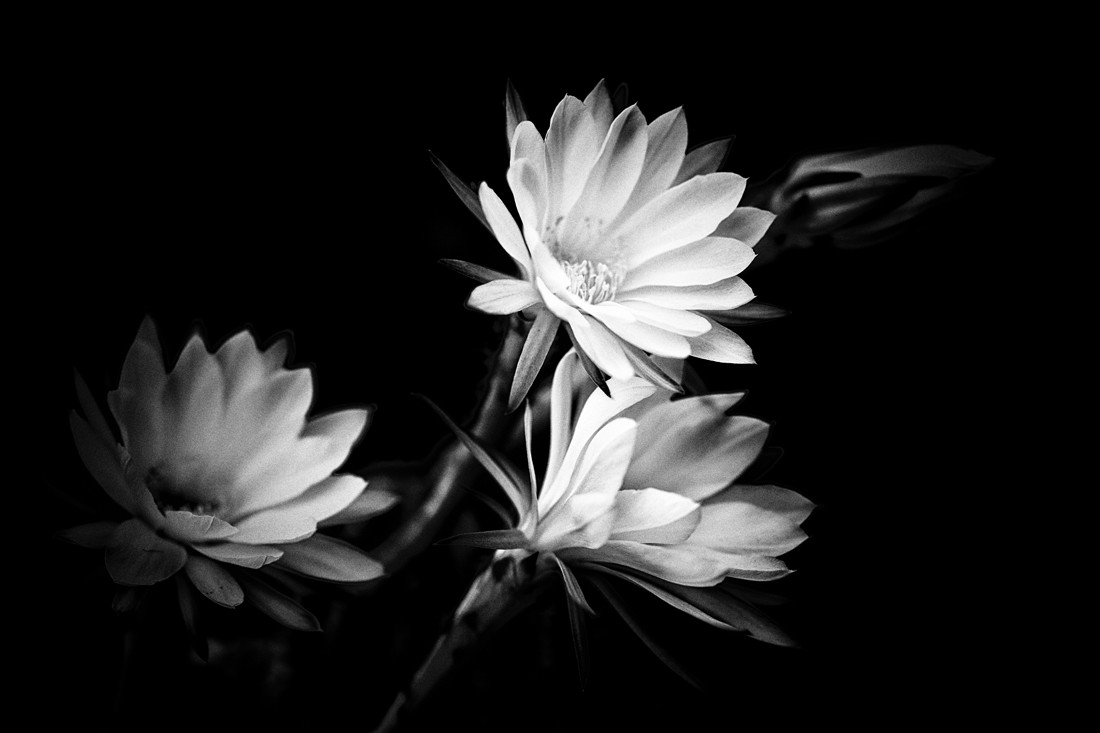 CACTUS  FLOWERS