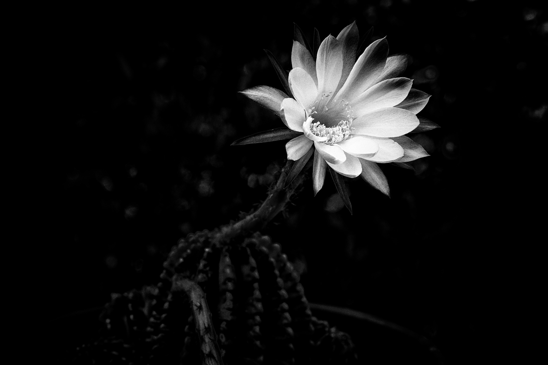 CACTUS  FLOWERS