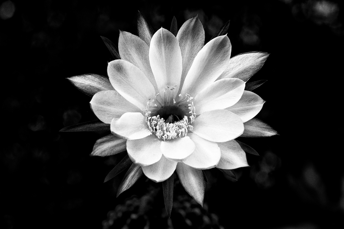 CACTUS  FLOWERS