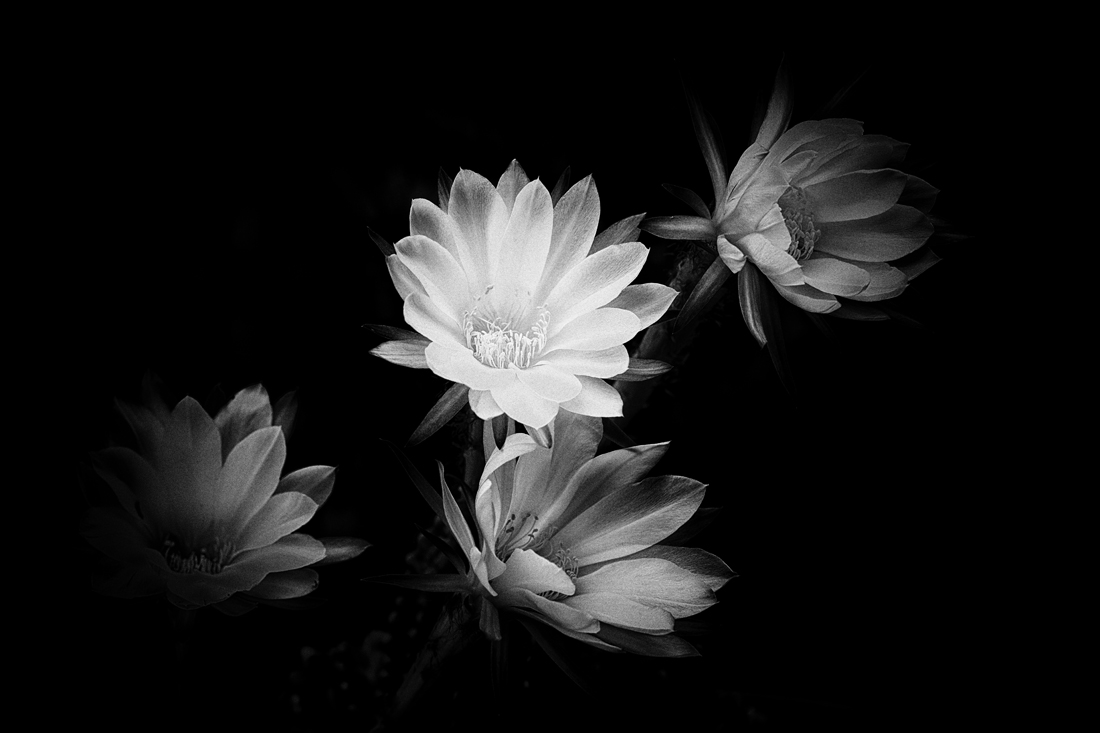 CACTUS  FLOWERS