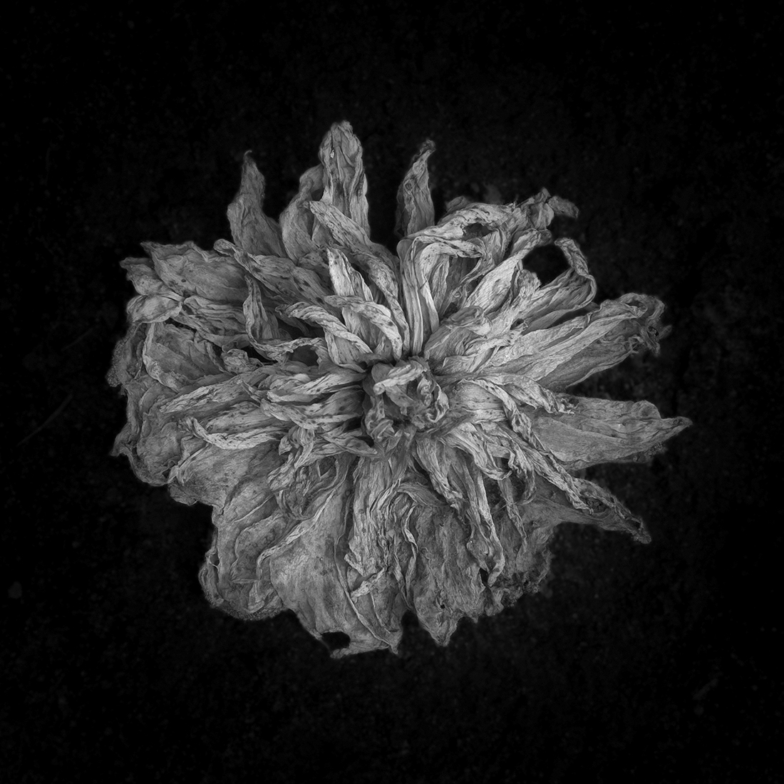 Vanitas vanitatum