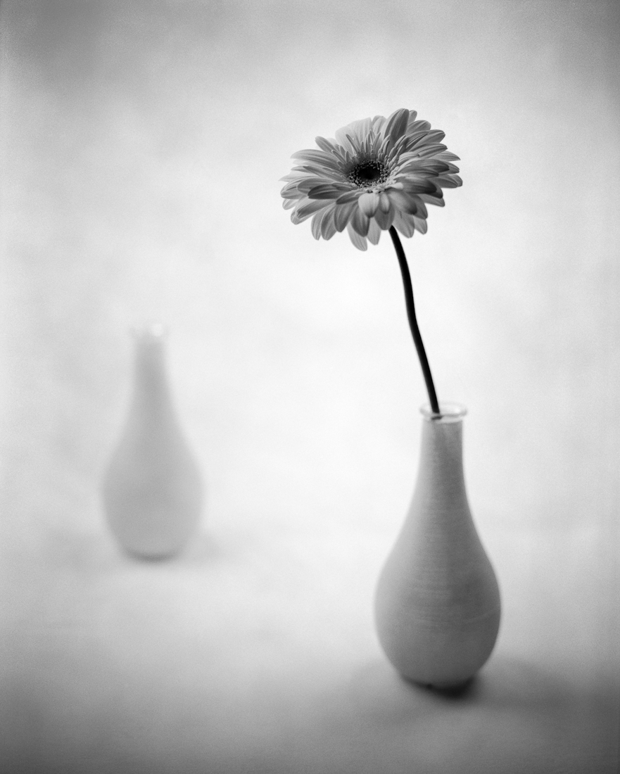 Gerbera No. 1