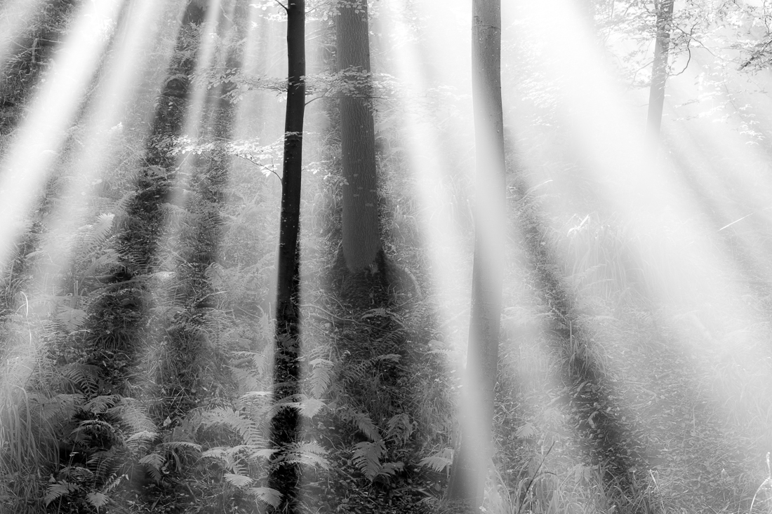 Autumn Woodland