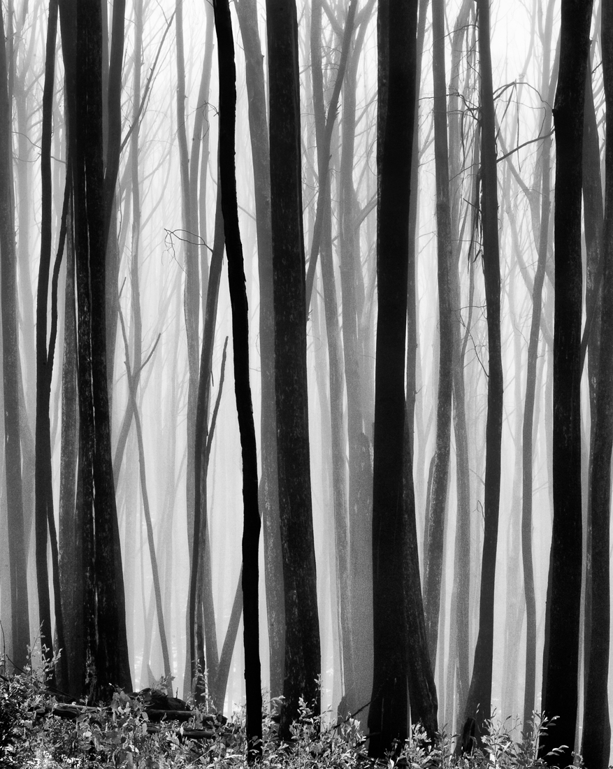New Growth and Skeletons, Cabramurra, 2005