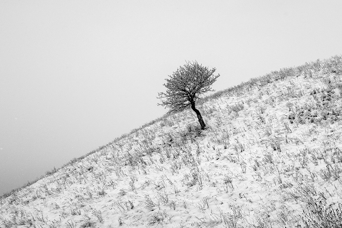 Alienation fields