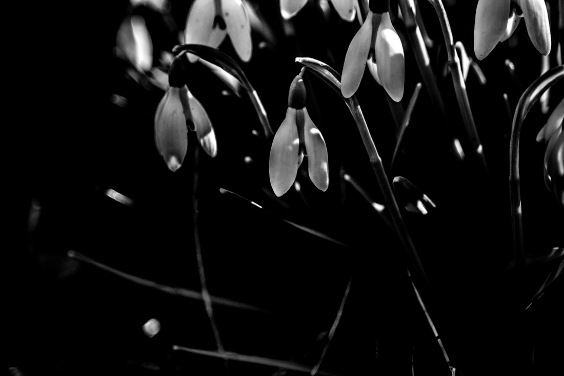 Rites of Spring