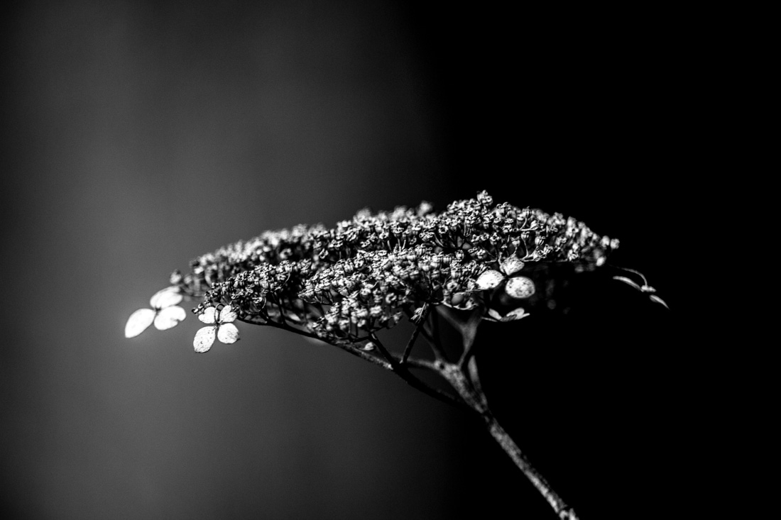 Rites of Spring