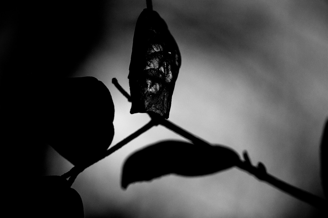 Rites of Spring