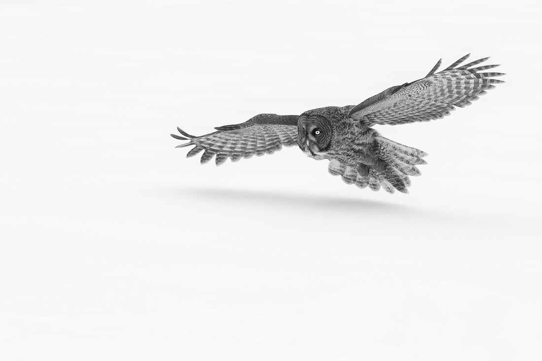 Great Gray Owl