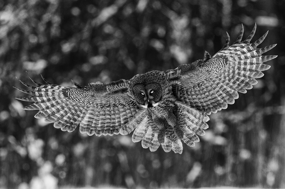 Great Gray Owl