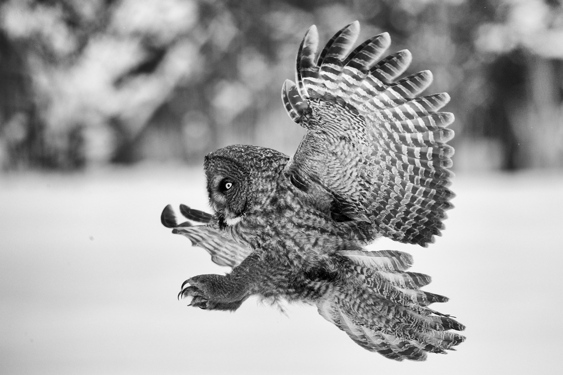 Great Gray Owl