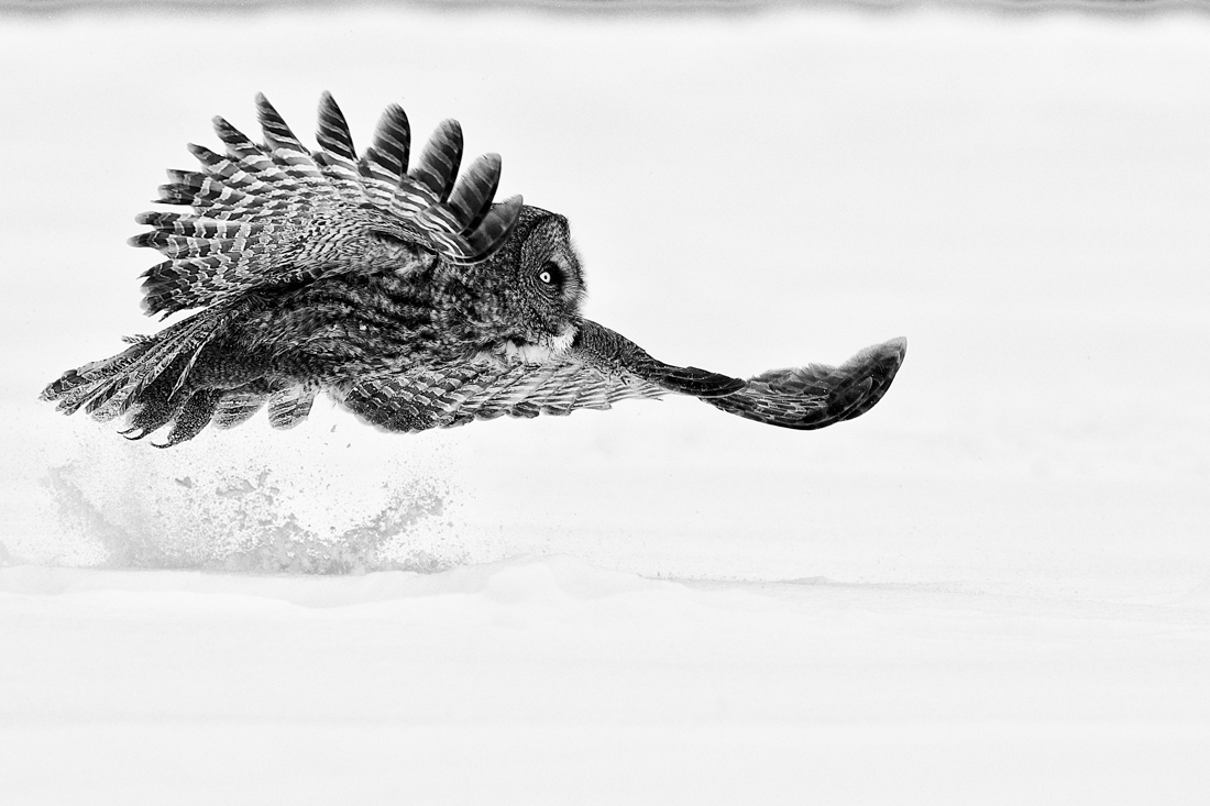 Great Gray Owl