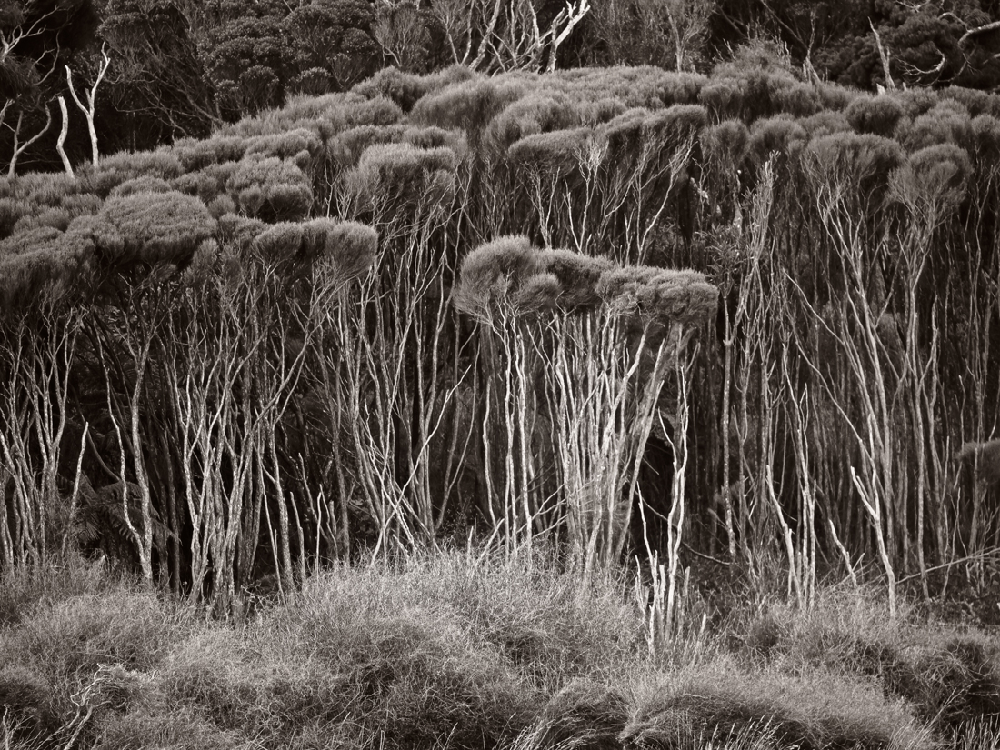 Curio Bay layers