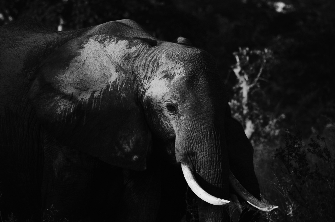 Elephants of Zimbabwe