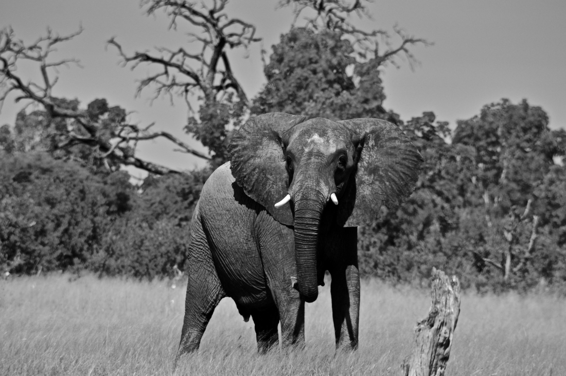 Elephants of Zimbabwe