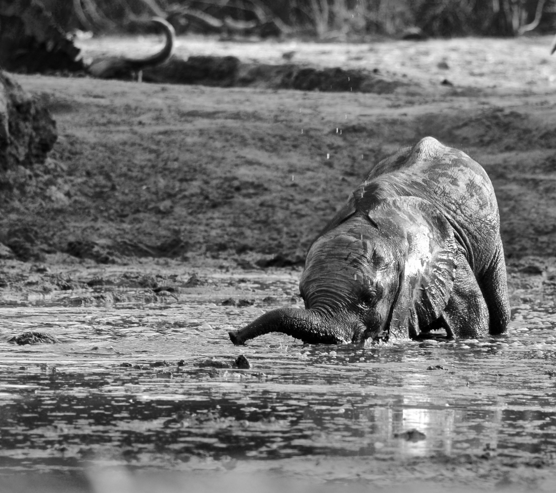 Elephants of Zimbabwe
