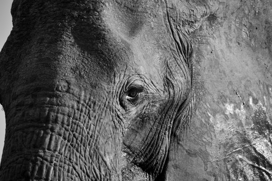 Elephants of Zimbabwe