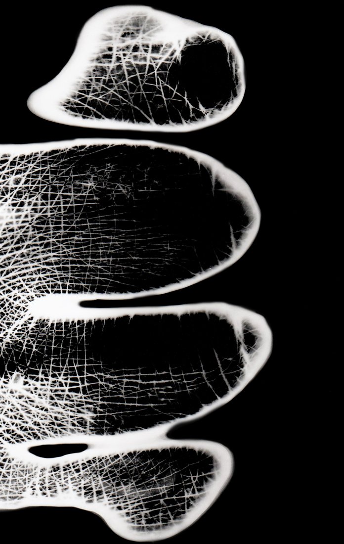 The hand of the monkey