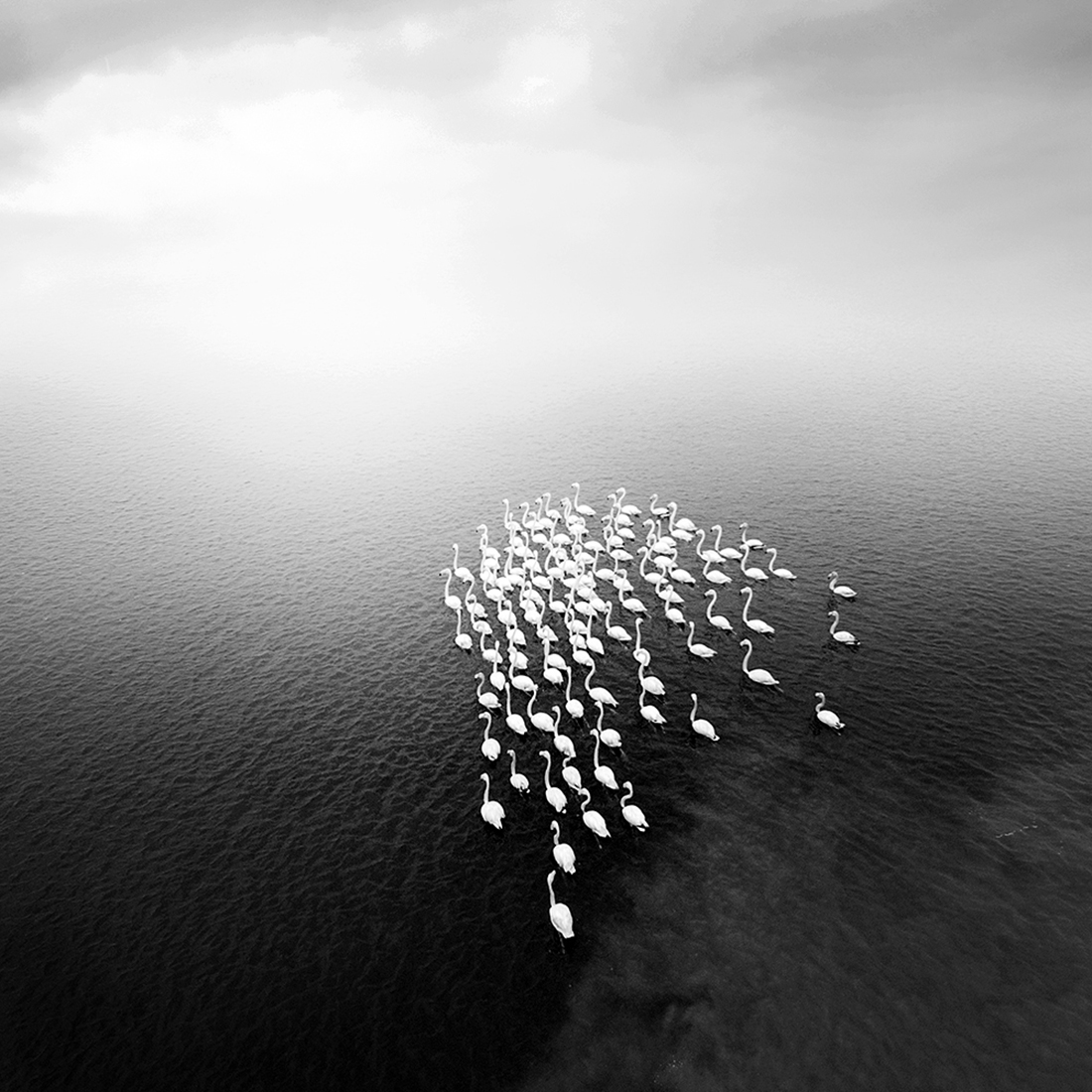 flamingos in the myst