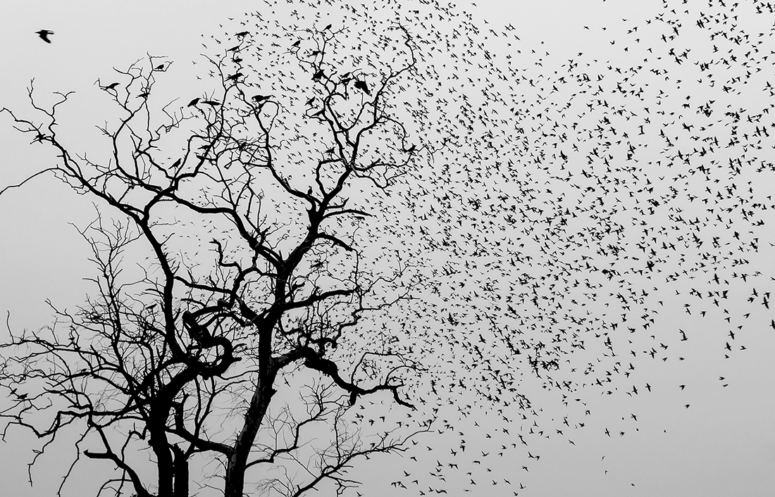 Birds