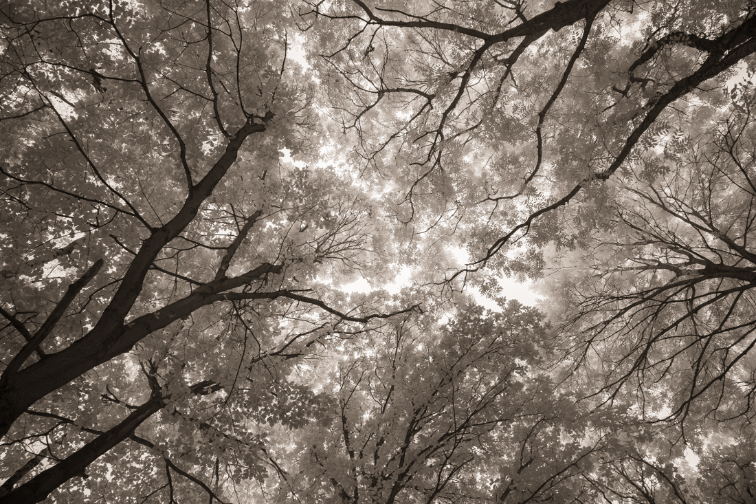 Woodlands of Charnwood Forest in infrared.