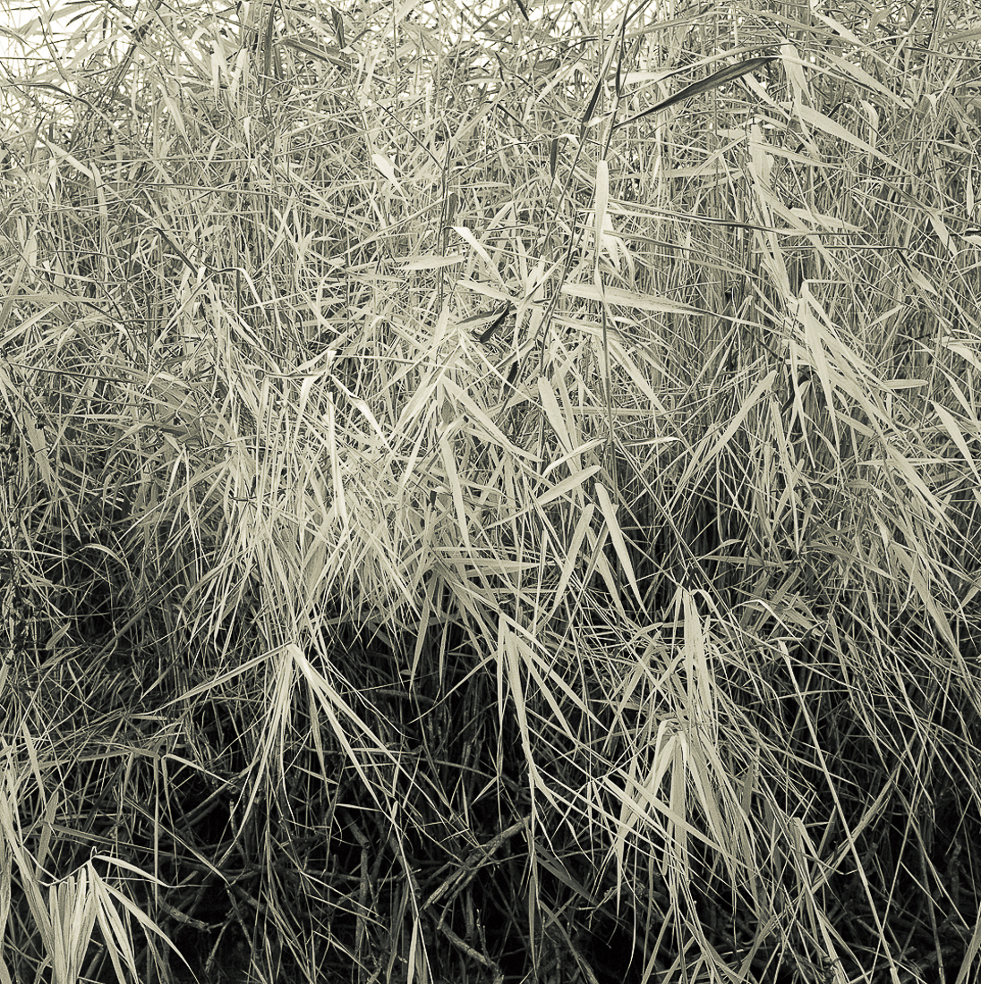 Near River