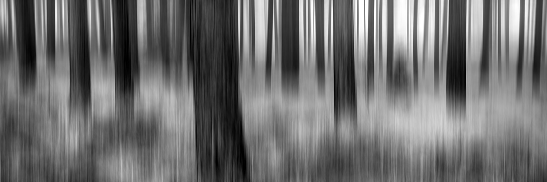 Black Forest