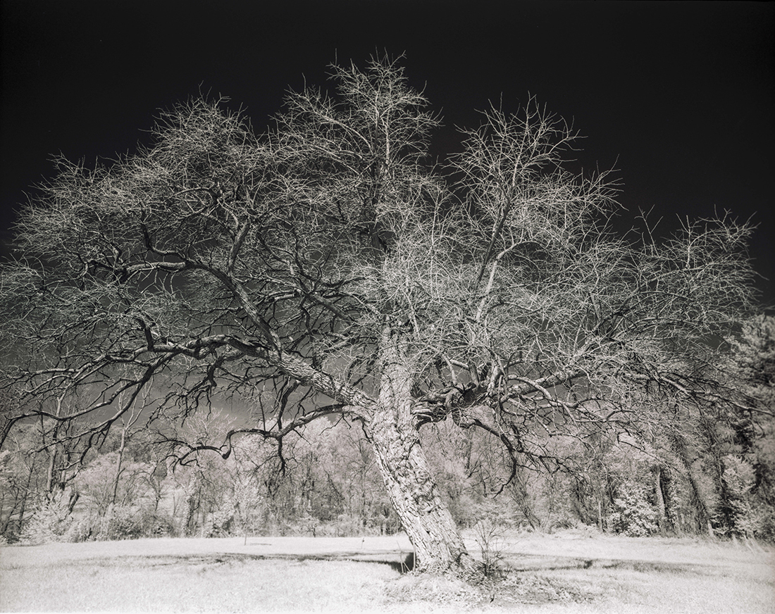 Infrared Arboretum