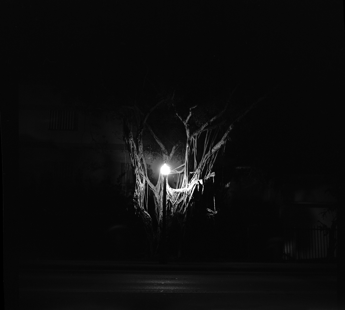 Nocturnal Animals