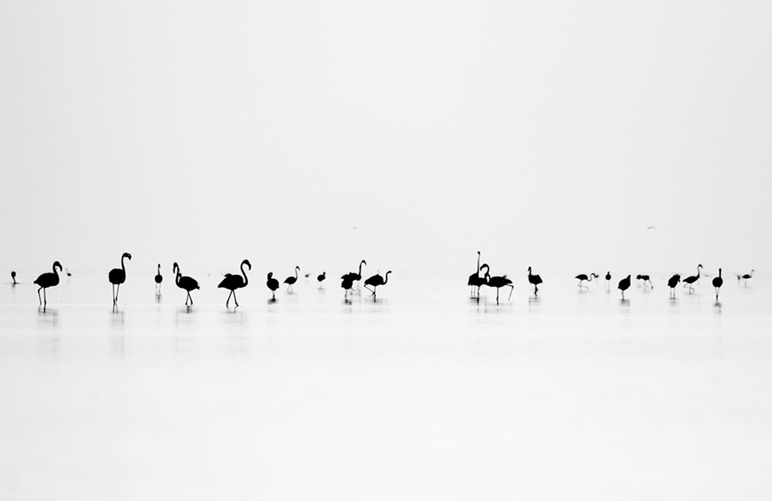 Black Flamingo