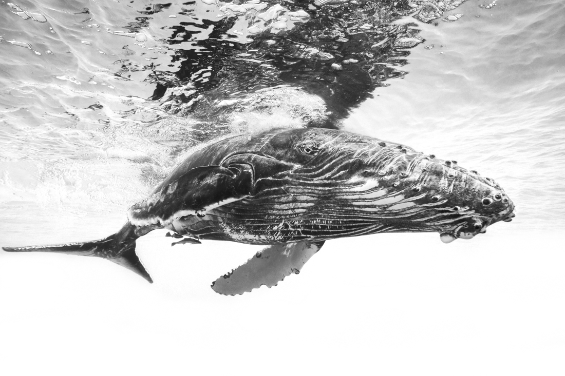 Humpback whale 