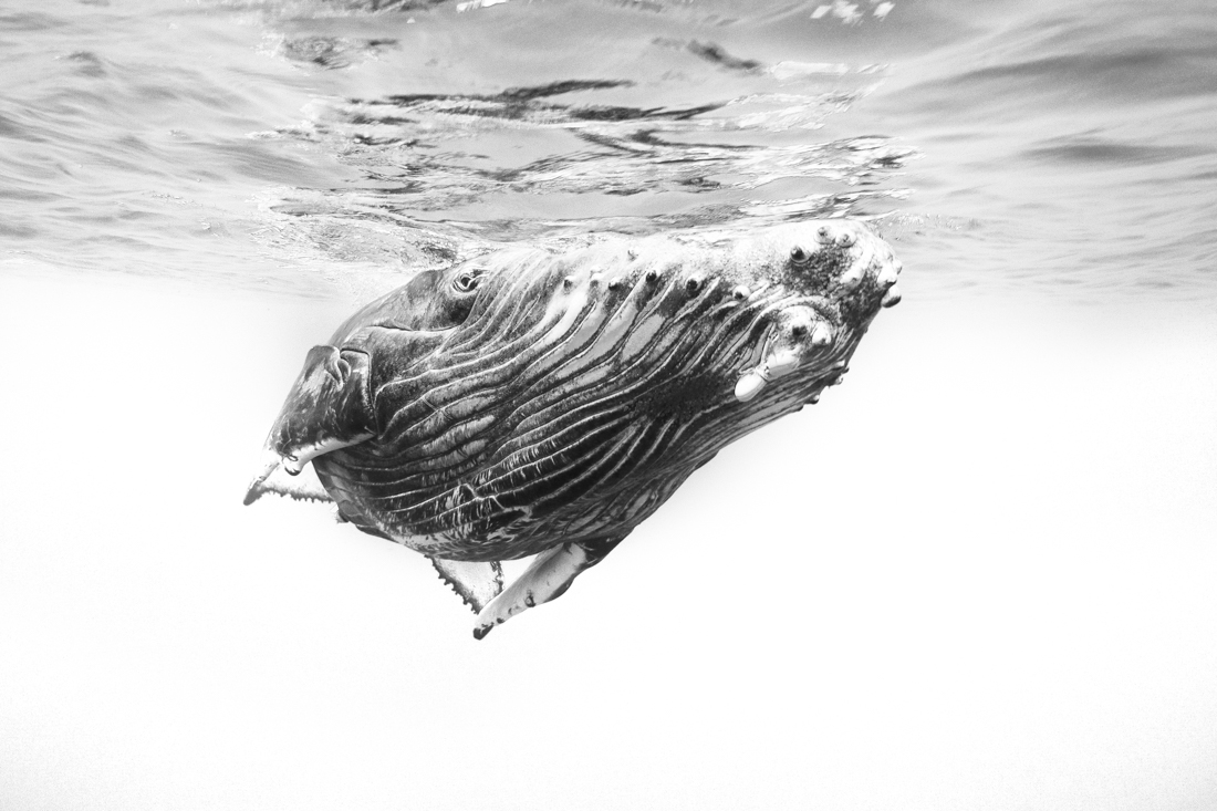 Humpback whale 