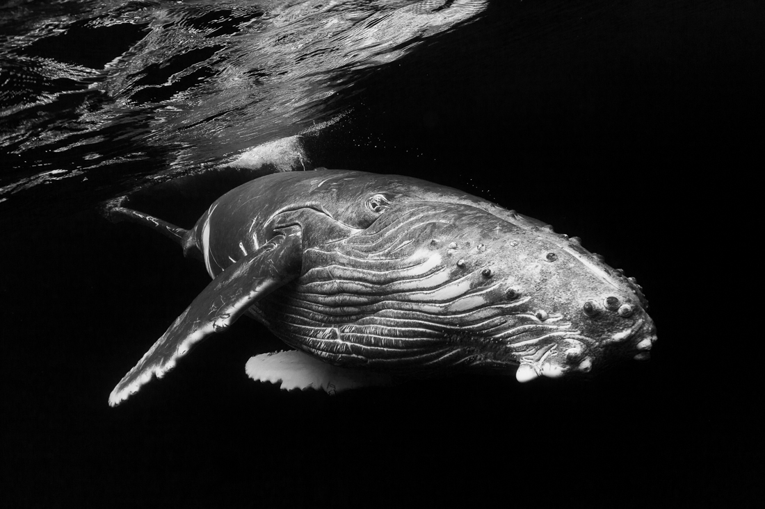 Humpback whale 
